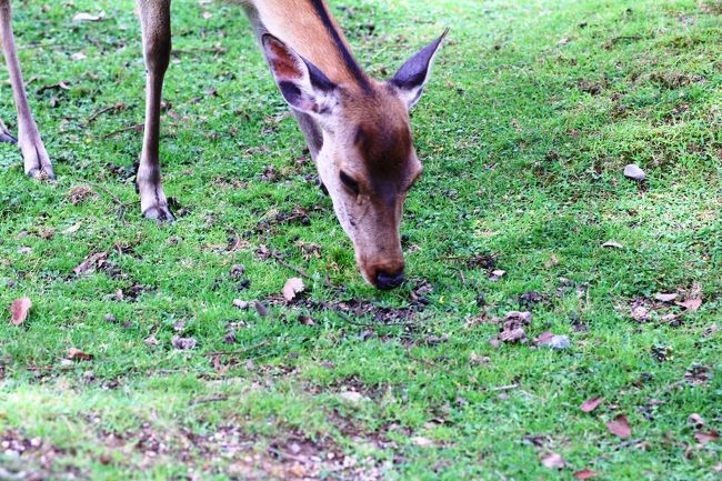 この子は気にしない派