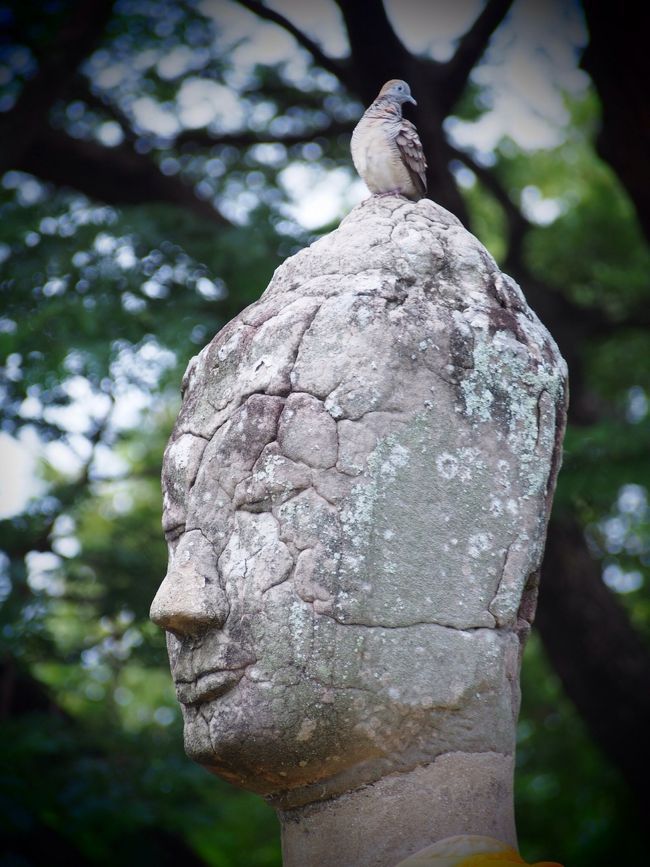 鳥さんだけが許される領域