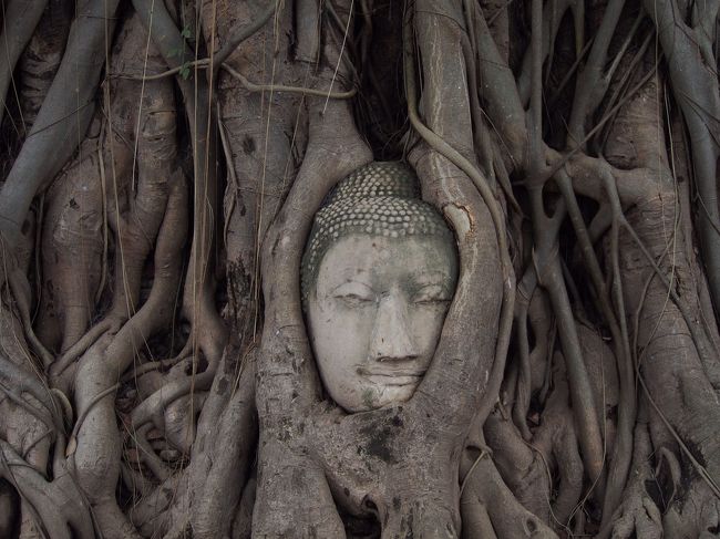 ワットマハタート<br />切り落とされた仏塔が木に取り込まれ時代と共に顔を出した神秘の遺跡