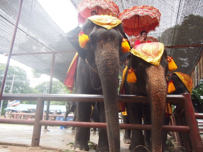 象に乗りました<br />動物園の匂い