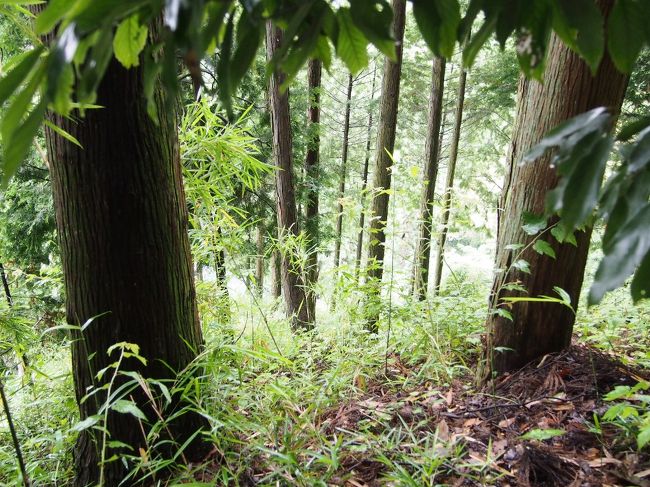 <五街道ウォーク・甲州街道編.8-1>あぁ~最悪の道間違い・完熟桃と扇山「野田尻」~「犬目宿」
