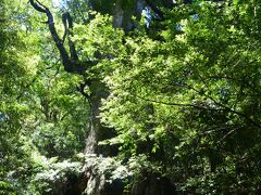 大王杉。

縄文杉が見つかるまで一番大きいと言われてた杉。