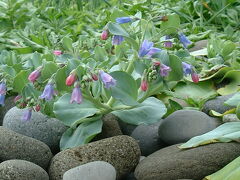 仙法志御崎公園にて

＜ハマベンケイソウ＞
ムラサキ科ハマベンケイソウ属
北海道、本州北部の海岸の砂地や礫地に生える多年草
葉は白緑色で毛はありません。
