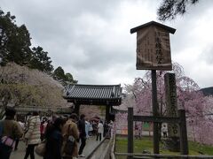 京都市伏見区にある「醍醐寺」です。
「桜の名所」と言ったら、何と言っても、この「醍醐寺」！というわけで、ここに来たのですが、ご覧のような天気で、参道はドロドロ。
確かに、桜は素晴らしかったのですが、ここは世界遺産でもあるし、もっとベストの状態の天気の時に見たかったので、観光を止めて、他の桜の名所に行くことにしました。