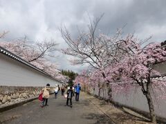 京都市山科区にある「勧修寺」です。
建物的には、国重文の「書院」があるぐらいで、あまり有名なお寺ではありませんが、こと桜に関しては名所のようで・・・さすがに参道には美しい桜が咲き乱れていました。
