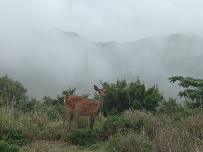 梅雨といえば両生類!? モリアオガエルを探しに東伊豆へ』静岡県の旅行記・ブログ by kemurさん【フォートラベル】