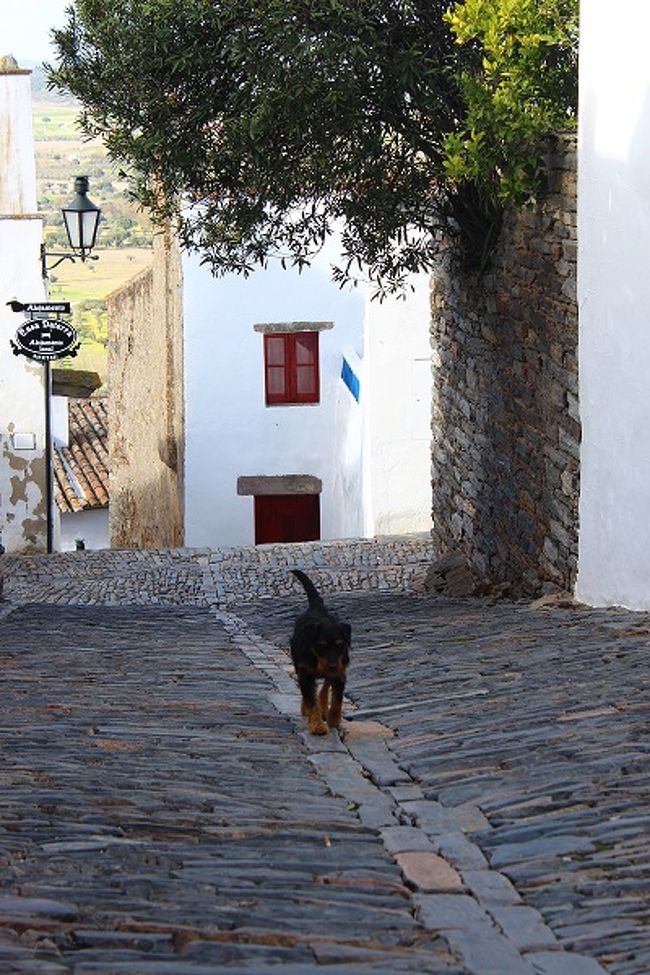 1人散歩の犬、人懐っこかったです。ポルトガルの地方の街や村では放し飼いが多いのかよく見かける。