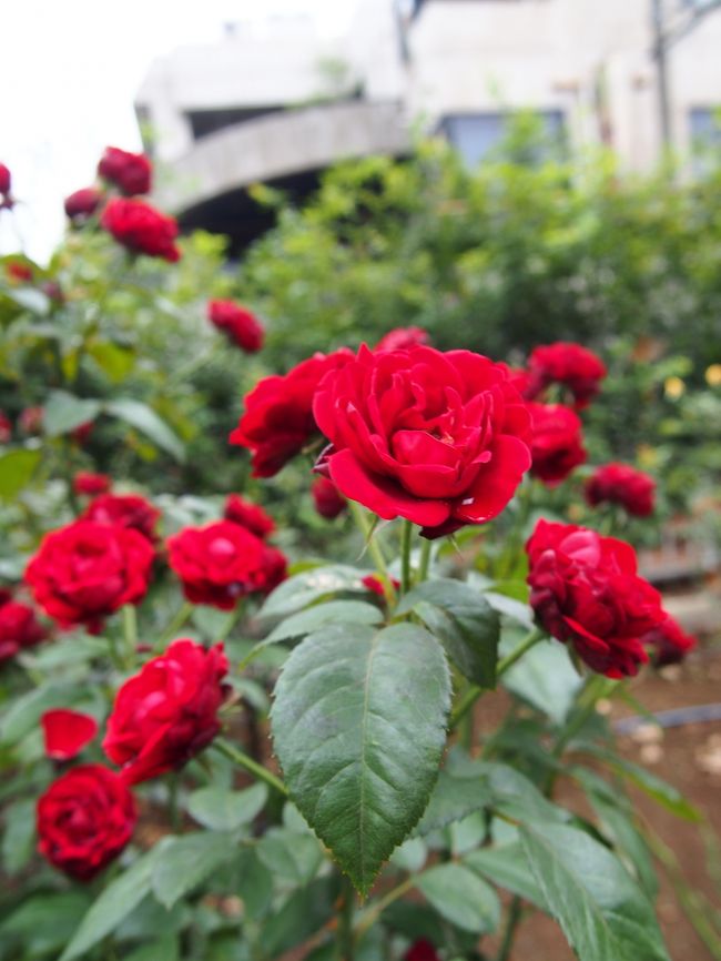 今日も朝から歩き通した１日になってしまった・・・<br /><br />最近、旅行で頑張ると体調を崩すようになってしまい、今回も翌日から熱を出して寝込む羽目に・・・<br /><br />でも都電荒川線の旅は近場でありながらも素敵な思い出がたくさん作れました。<br /><br />地元の方同士が思いやりを持って生活されているんだなぁと強く感じました。<br /><br />各停留所には寺社・商店街が数多くあるようなので、今度はもっと細かく探検していきたいと思います！