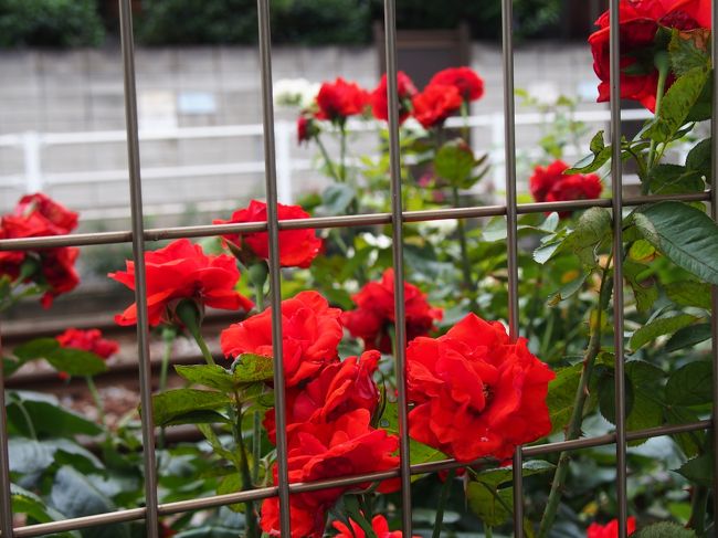 フェンスの向こうにも薔薇が咲いていました。