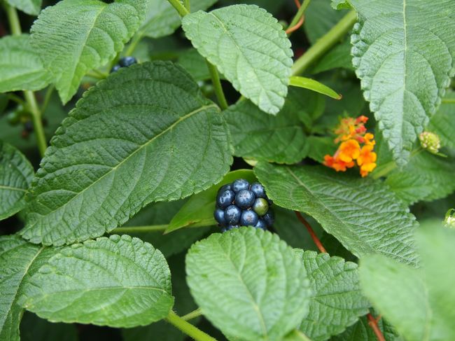 実も生っていました。