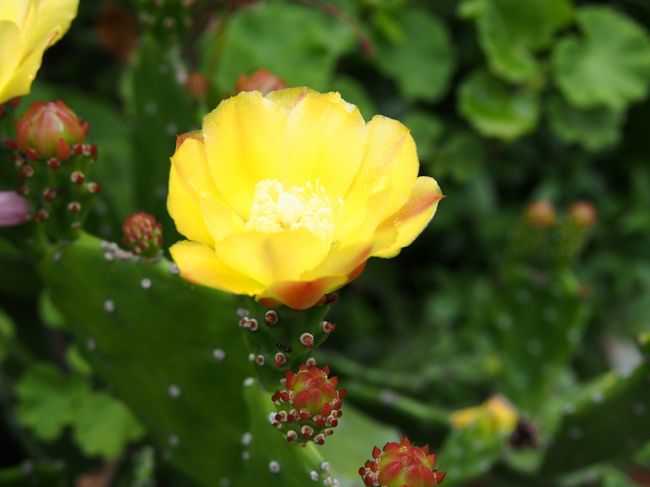 この黄色い可愛い花、なんの花だと思いますか？