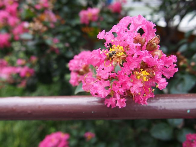 ブーゲンビリア？<br />（ただしくはサルスベリの花だそうです。*ちょこ*さんアリガトー☆）<br /><br />花の真ん中で蜂らしき虫が一生懸命、蜜を集めていました。