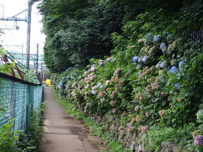 階段を下りきると紫陽花が咲いていました。<br /><br />時季が過ぎて枯れかけたものばかりだったけど、ここはあじさいロードというのだそう。<br /><br />飛鳥山は桜だけでなく、紫陽花も綺麗みたいです。