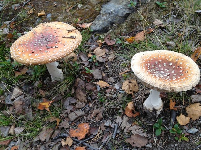 明日はストックホルムに移動するので、アビスコをうろうろできるのは今日までです。<br />あいにくのお天気で、昼すぎまでは宿でのんびり。<br />午後になって雨があがったので、滝をみにいくことにしました。<br />キノコロード！<br />おいしそうなのが、あちこちに生えていました。でもこれは、毒キノコかな？斑点があやしい。