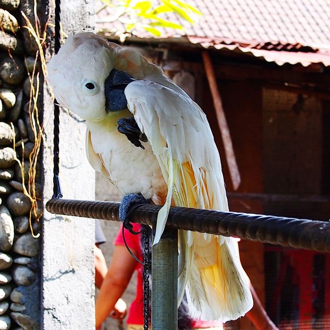 オーナーの趣味なのか、オウムや…