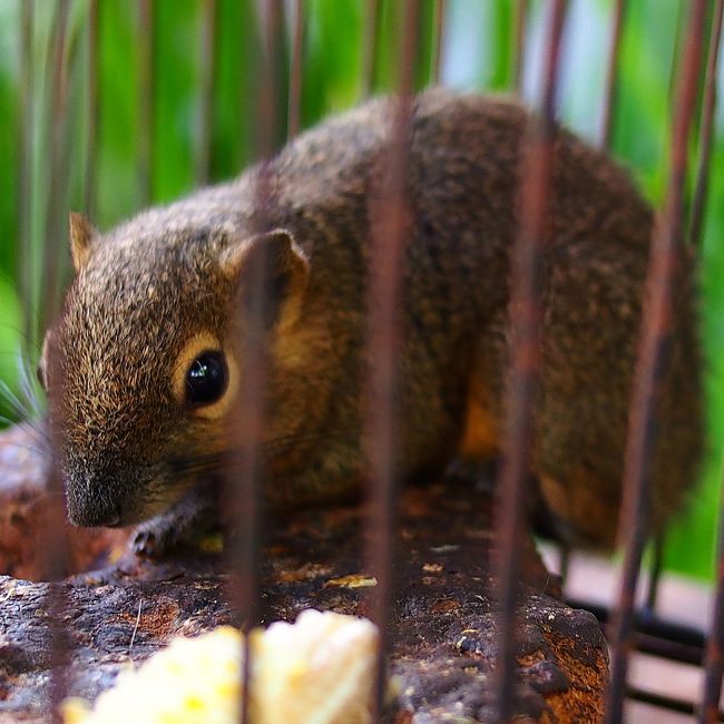 リスなどの動物が展示してあった。
