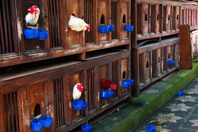 豚肉料理専門店なので鶏料理は無かったはずだけど、ズラッと並ぶ鶏舎。