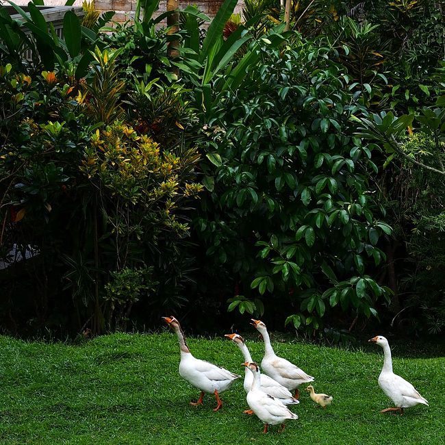 窓の外から「ガァ・ガァ」と騒がしい声がするので覗いてみたら、アヒルの家族が芝生を横断していた…ゆるい(笑。