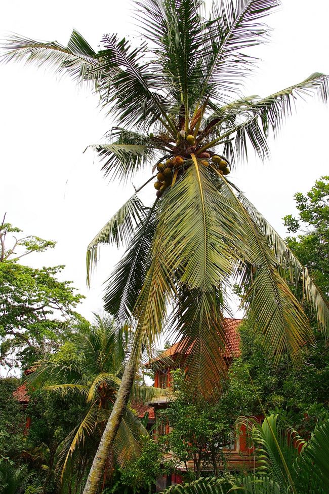 敷地内には建物を超える大きなヤシの木もあって緑豊か。