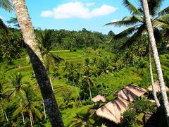 棚田に迫り出したカウンター席を確保。
眼下に広がるのは美しいグリーンの世界。