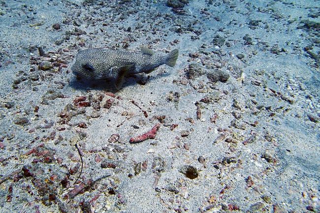 擬態して一瞬気づかない。