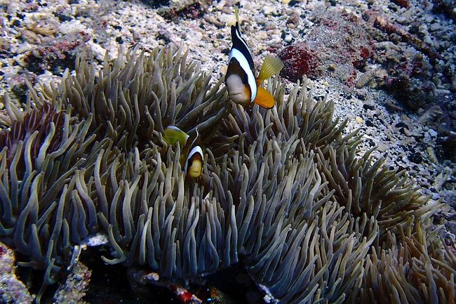 小中魚が多くて、昨日よりも透明度は高かった。
