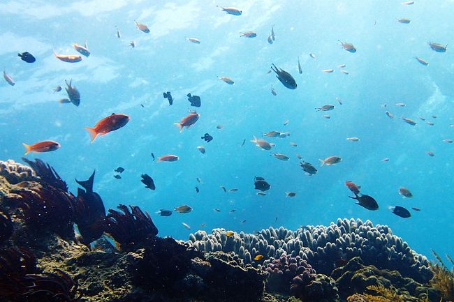 魚も多く集まってきて…