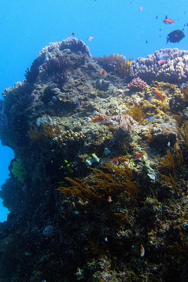 サンゴの周りでは豊かな海を象徴する光景が広がる。