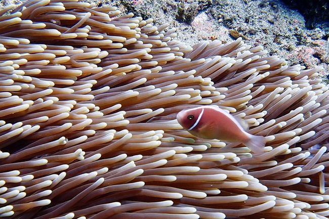 サンゴ礁の海が広がる。
