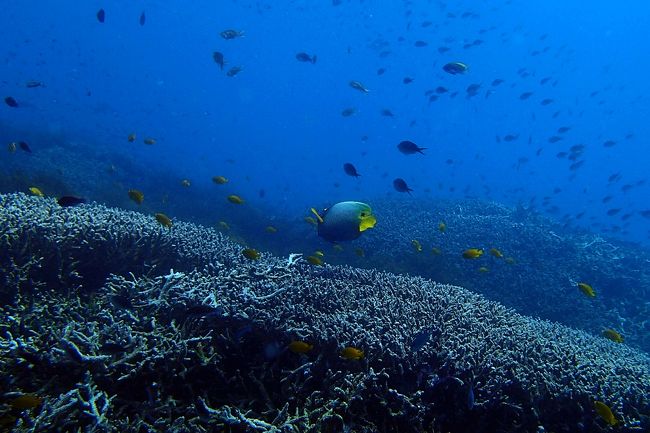 小魚が多く、こちらも波が強めだった。