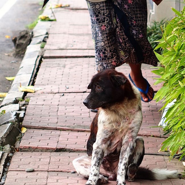 道端に座り込む犬。