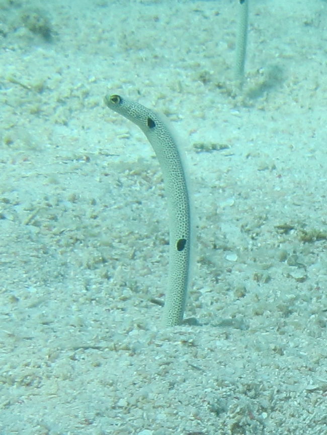 サカナたちの競艶 イリオモテ コレクション 14 西表の旅 その4 西表島 沖縄県 の旅行記 ブログ By 琉球熱さん フォートラベル サカナたちの競艶 イリオモテ コレクション 14 西表の旅 その4 西表島 沖縄県 の旅行記 ブログ By 琉球熱さん フォートラベル