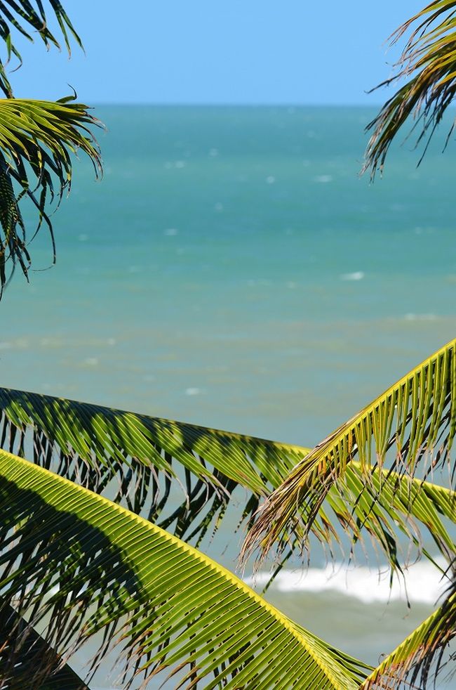 晴れた日に撮った１枚。海の色と椰子の木。海の色がエメラルドのグラデーション。そして椰子の葉とのコントラスト。
