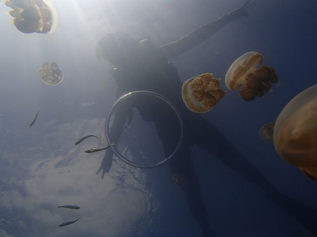 ジェリーフィッシュレイクにもいきました！