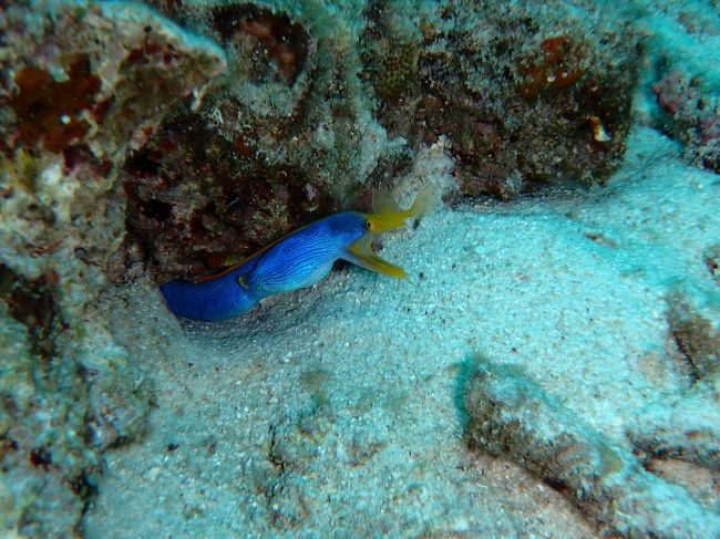 ハナヒゲウツボさん