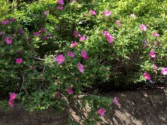 厳島神社すぐ隣りの禮香寺さんのハマナスが見事でした。
