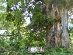 そして森の巨人百選に選ばれた立山杉のすぐ脇を通ります