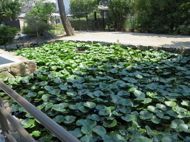 弁天堂のまわりには、睡蓮の池が♪