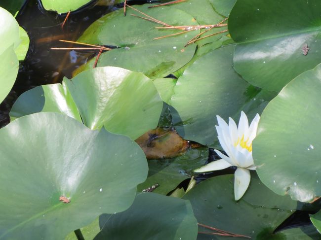 ところｄころ、咲いてました！