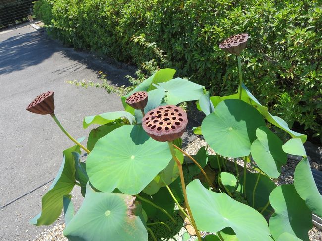 蓮は、鉢植えで、すごい数です。<br /><br />ちょっと見て、あとはご朱印をいただいてからにしましょう。