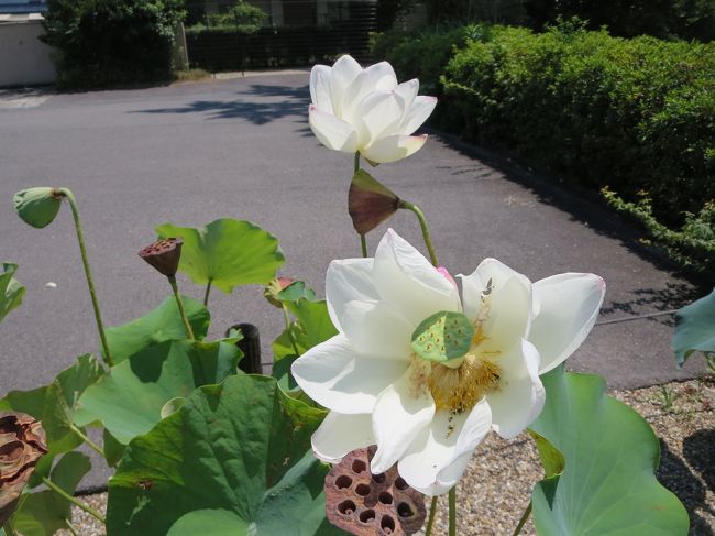 ご朱印は、本坊の方で、いただきます。<br /><br />本坊の中は、写経ができるスペースがありました。