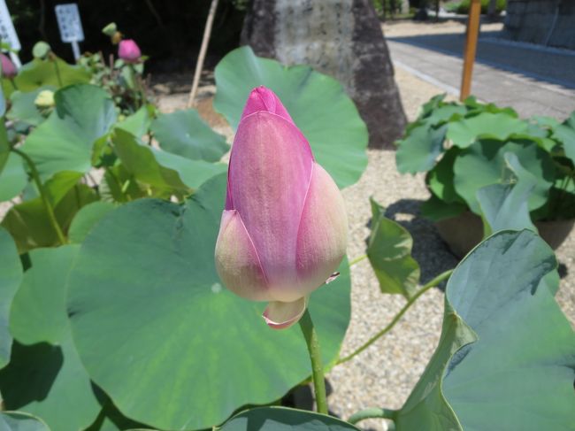 蕾も、まだいっぱいありましたヽ(^o^)丿