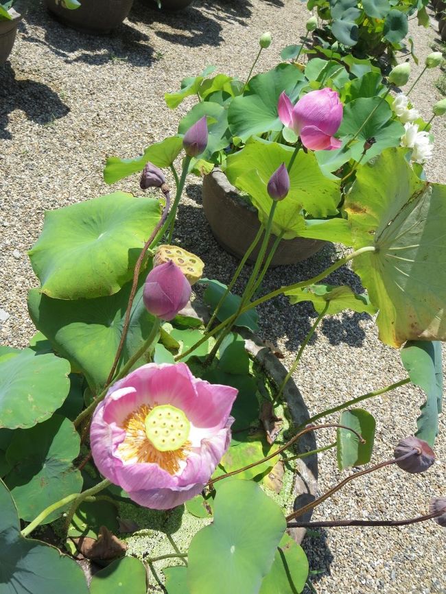 お！咲いてる！咲いてる！