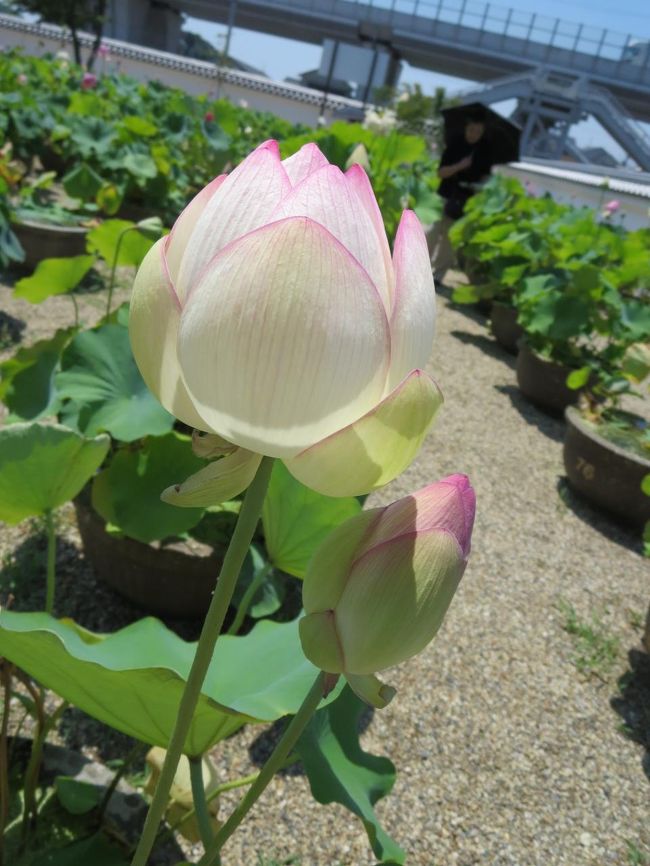 この、くるんとした形が、とても可愛らしいです♪