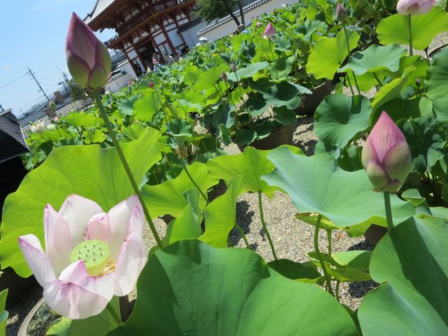 すごい鉢数です♪