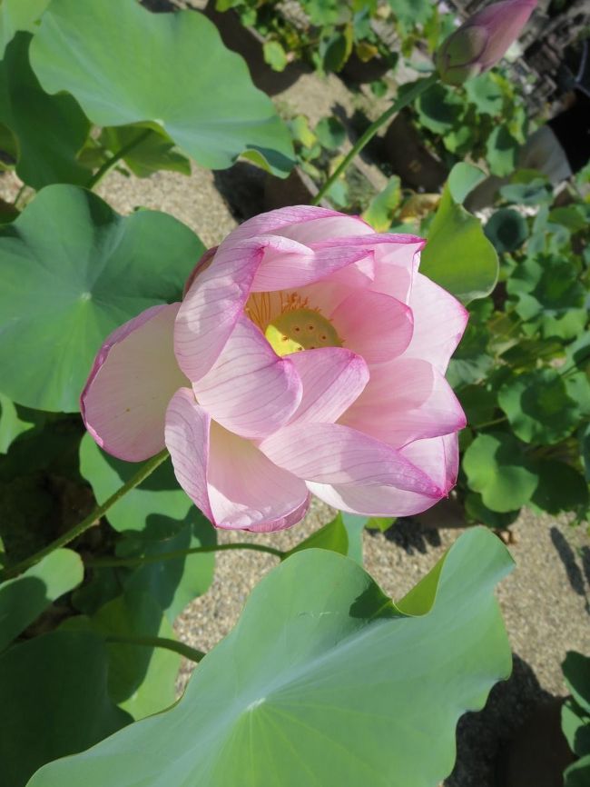 淡いピンク、好きだな〜！！！