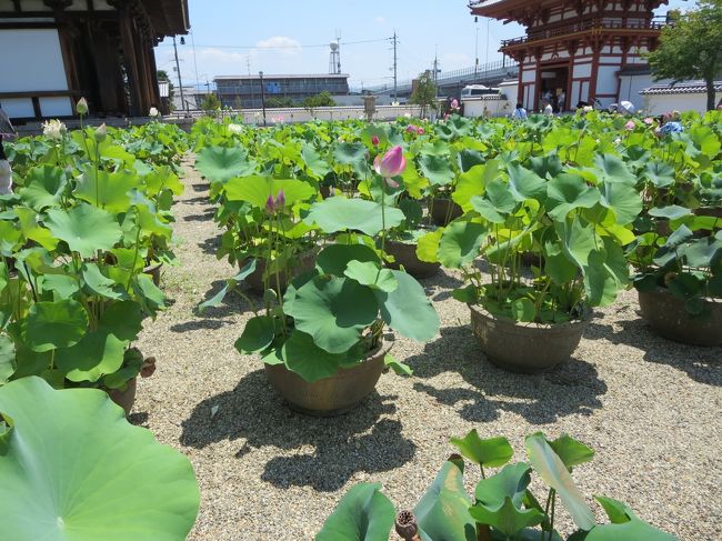 後で、バス亭で知り合う方々（エピソードは、のちほど）にお聞きしたところ、５０年に１度しか咲かないといわれてる「双頭蓮」の事が、読売新聞に載ってたそうです。<br /><br />１つの茎に、背中あわせに、２つのお花が咲くんですよ♪<br />とても珍しいので、「吉兆」とされてるそうです。<br /><br />うちは、朝日新聞なので、知らなかった！<br />しかも、２，３日しか咲かないそうで、超ラッキー！<br />でも、知らなかったので、偶然小さくしか、写してませんでした(^_^;)<br /><br />この写真の左の方に、偶然写ってました！<br />よかった〜！！！