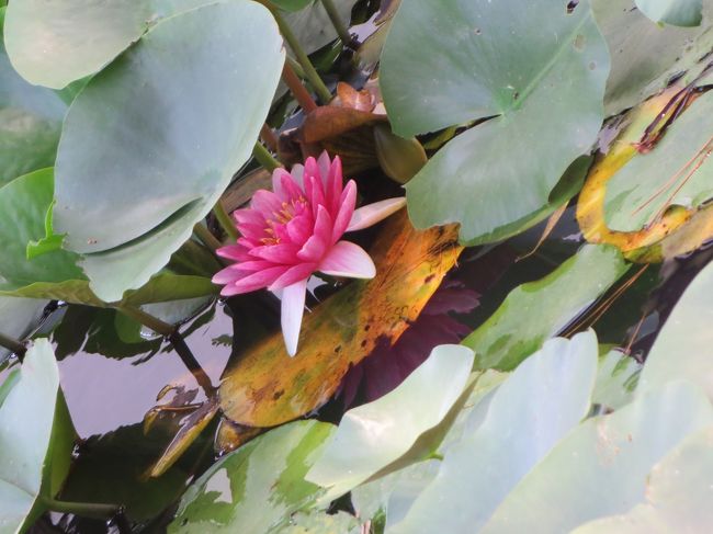 では、弁天堂のまわりの睡蓮を、もう一度見ながら、裏口へ向かいます。