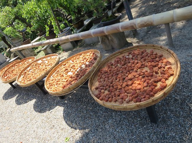 梅が干してあります。