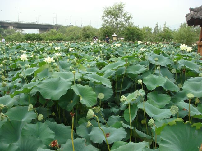 一面、蓮の花畑が見えてきました。